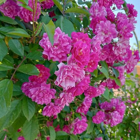 Villa Lavinia B&B 蒙泰斯库达伊奥 外观 照片